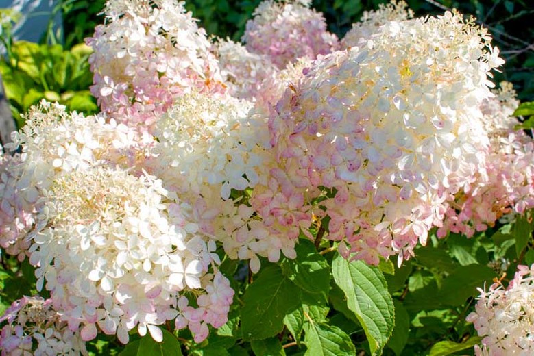 Hydrangea paniculata "Phantom"